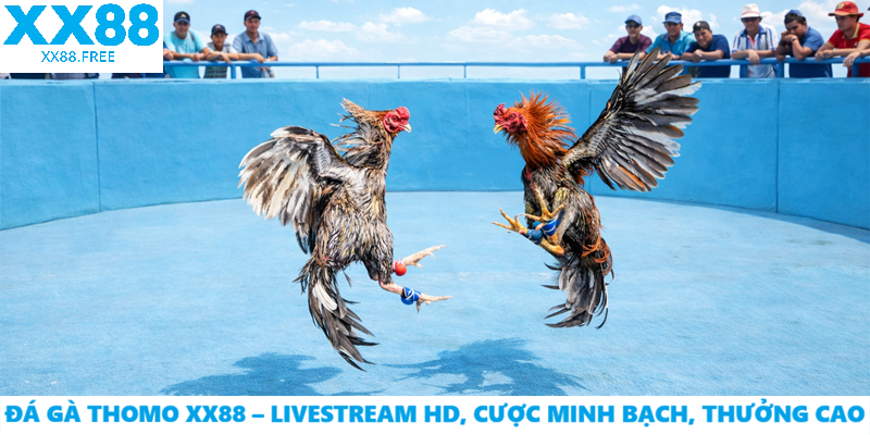 Đá Gà Thomo XX88 – Livestream HD, Cược Minh Bạch, Thưởng Cao