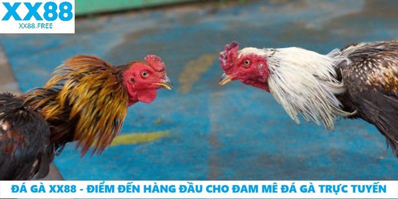Đá Gà XX88 – Điểm Đến Hàng Đầu Cho Đam Mê Đá Gà Trực Tuyến